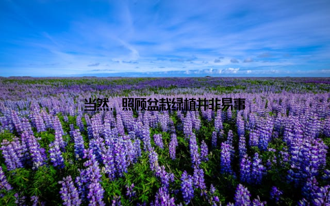 当然, 照顾盆栽绿植并非易事