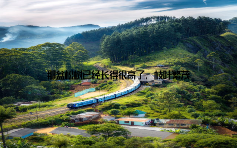 那盆松树已经长得很高了, 枝叶繁茂