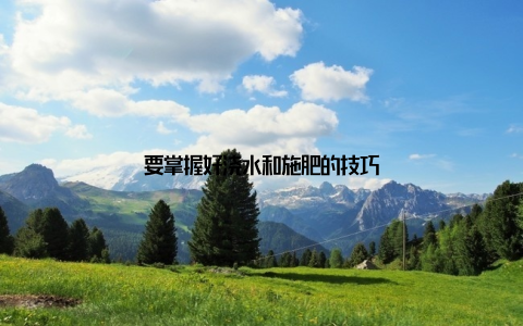 要掌握好浇水和施肥的技巧