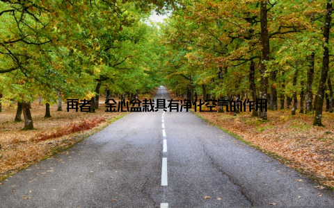 再者, 金心盆栽具有净化空气的作用