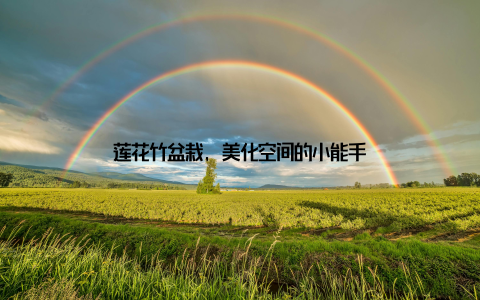 莲花竹盆栽, 美化空间的小能手