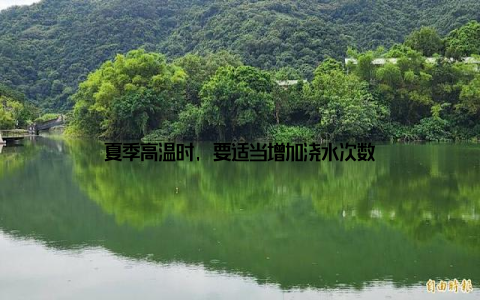 夏季高温时, 要适当增加浇水次数