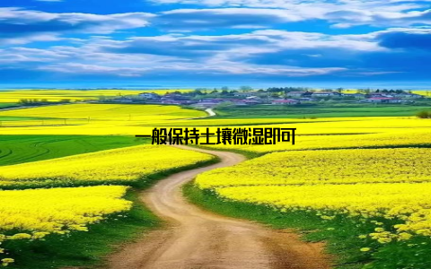 一般保持土壤微湿即可