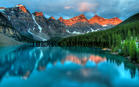 注意避免积水, 以免导致植物烂根