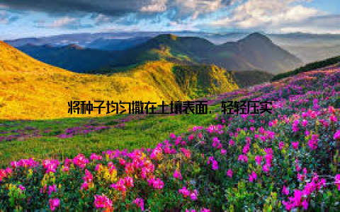 将种子均匀撒在土壤表面, 轻轻压实